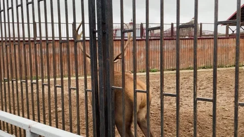 A deer in a cage at a zoo, kept in captivity 스톡 동영상 329091696