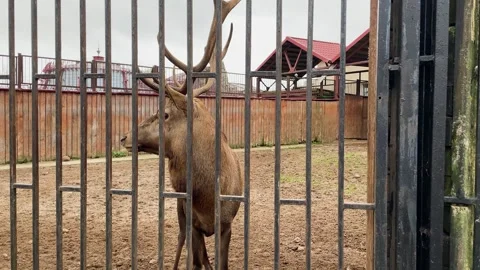 A deer in a cage at a zoo, kept in captivity Stock Footage 329091698