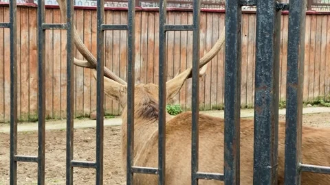 A deer in a cage at a zoo, kept in captivity 스톡 동영상 329091721