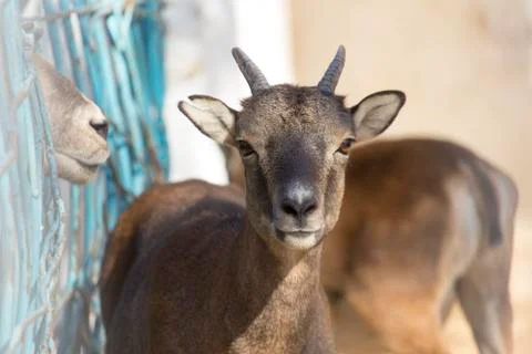 Deer in a cage zoo Stock Photos