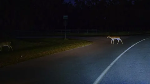 Deer calmly and slowly walk in front of a car at night on the road in the 스톡 동영상 327906203
