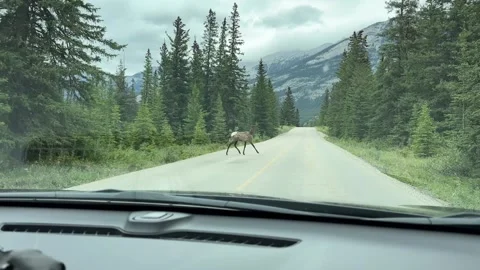 Deer in Canada Stock Footage 255530109