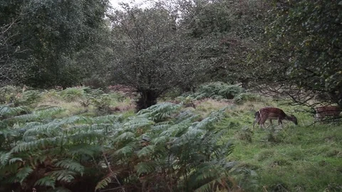 Deer on Cannock Chase 스톡 동영상 80922400