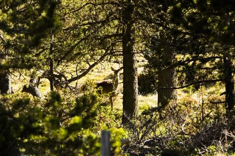 Deer in Capcir forest, Cerdagne, Pyrenees, France 스톡 사진