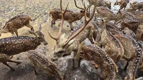 Deer in Captive Stock Footage 218380076