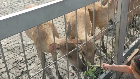 Deer in Captivity: A Glimpse into Wildlife Conservation Stock Footage 297623674