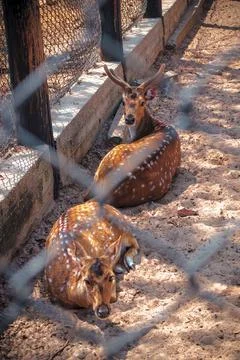 Deer in captivity Stockfoto's