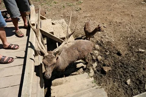 Deer In Captivity Fotos Stock