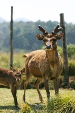 Deer in captivity Stock Photos