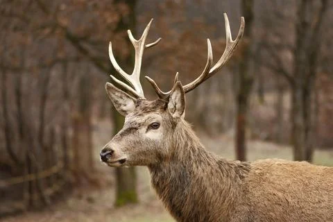 Deer captured wild forest. High quality beautiful photo concept Stock Photos