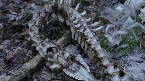 Deer Carcass in Forest Stock Footage 79625656