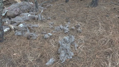 Deer carcass partially consumed by Mountain Lion Stock Footage 122448557
