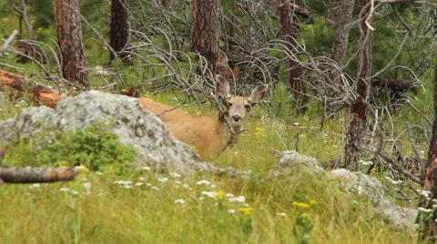 Deer carefully walks through the forest Stock Footage 40574084