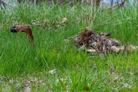 Deer Caucus in Overgrown Grass Stock Photos