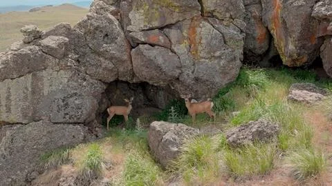 Deer In Cave Stock Photos