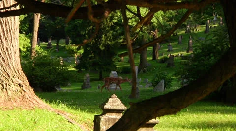 Deer in the cemetary through the trees 스톡 동영상 25196854