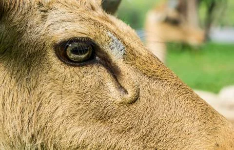 Deer Cervidae laydown sleeping concept Stock-Fotos