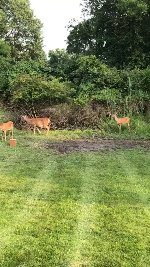 Deer Chases Off Curious Cat, Mount Holly, New Jersey, USA - 09 Jul 2019 Stock Footage 205340473