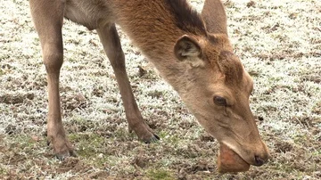 A deer chewing on a crust of bread 2 Stock Footage 86017263