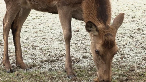 A deer chewing on a crust of bread Stock Footage 85965336