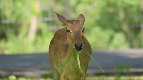 The deer chewing grass. close up shot and slow motion Stock Footage 244853454