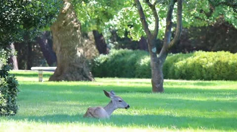 A Deer Chewing Grass In A Park 스톡 동영상 11902467