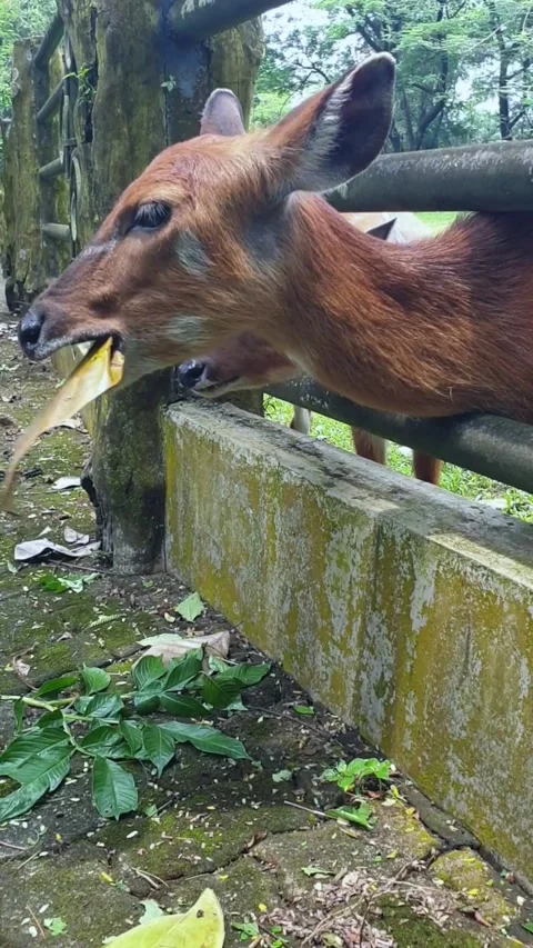 A Deer Chewing Leaf Stock Footage 220505176