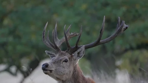 Deer chewing their cud and resting after the rut Video stock 97667398