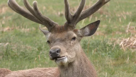 The deer chews the grass. Stock Footage 75130091
