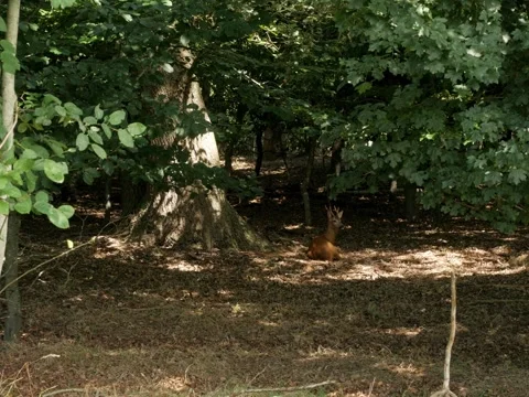 Deer chilling behind my garden under a tree Видео 342339941