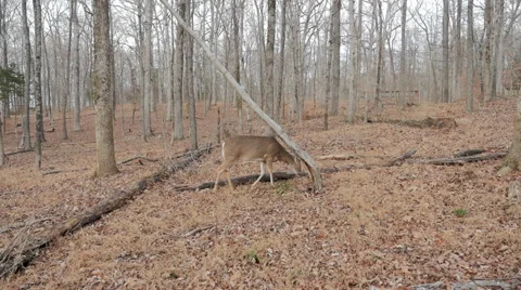 Deer Cinematic Parallel to Animal while Grazing Video stock 58236861