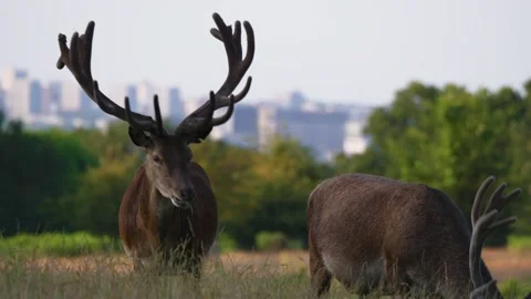 Deer in the City	 動画素材 245702699