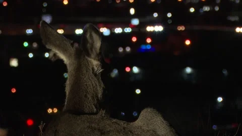 Deer City Lights Stock Footage 247267732