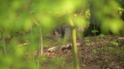 Deer cleaning itself; Germany Stock Footage 264388860