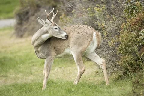 Deer cleans itself in a park. Stock Photos