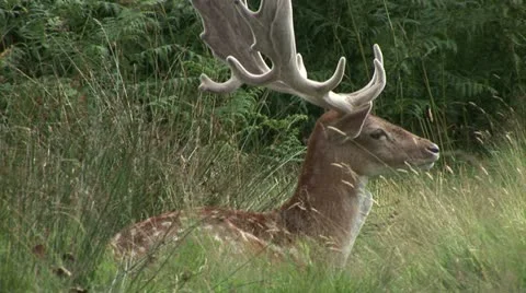 Deer in clearing in forest Stockbeeldmateriaal 11557510