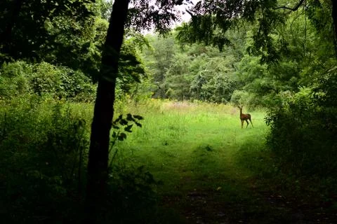 Deer Clearing Stock-Fotos