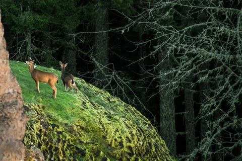 Deer on Cliffside Stock Photos