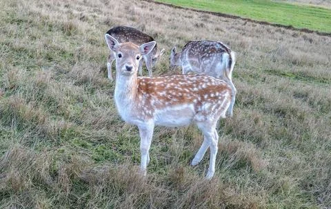 Deer close-up against a background of grass. Animals in the wild Stock Photos