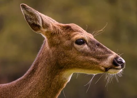 Deer close-up capturing the delicate features and serene expression in a na.. Stock Photos