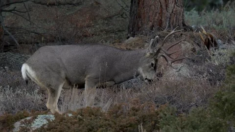 Deer Close Up Deer in Rocky Mountain National Park Colorado Stock Footage 278123973