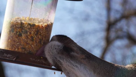 Deer Close Up Eating Birdseed at Feeder 스톡 동영상 233545828