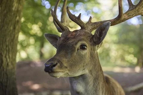Deer close-up in the evening forest in Denmark Stock Photos