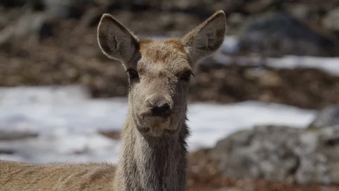 Deer close up face in forest winter Stock Footage 106593232