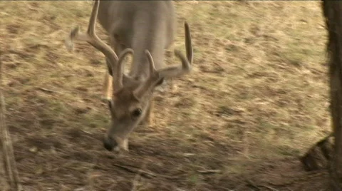 Deer close up Video stock 508302