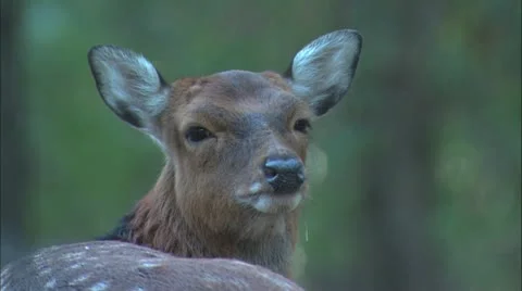 Deer close up Stock Footage 11078784