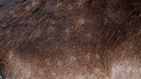 Deer in close up Video stock 86101310