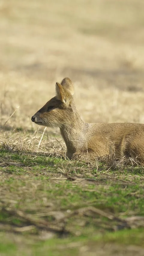 Deer Close Up Stock Footage 329119027