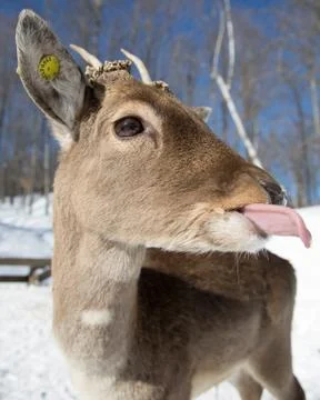 Deer close up licking Stock Photos