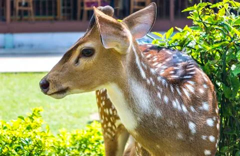 Deer close up Stock Photos